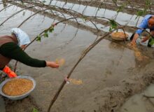 آغاز خزانه گیری شالیزار‌های محمودآباد