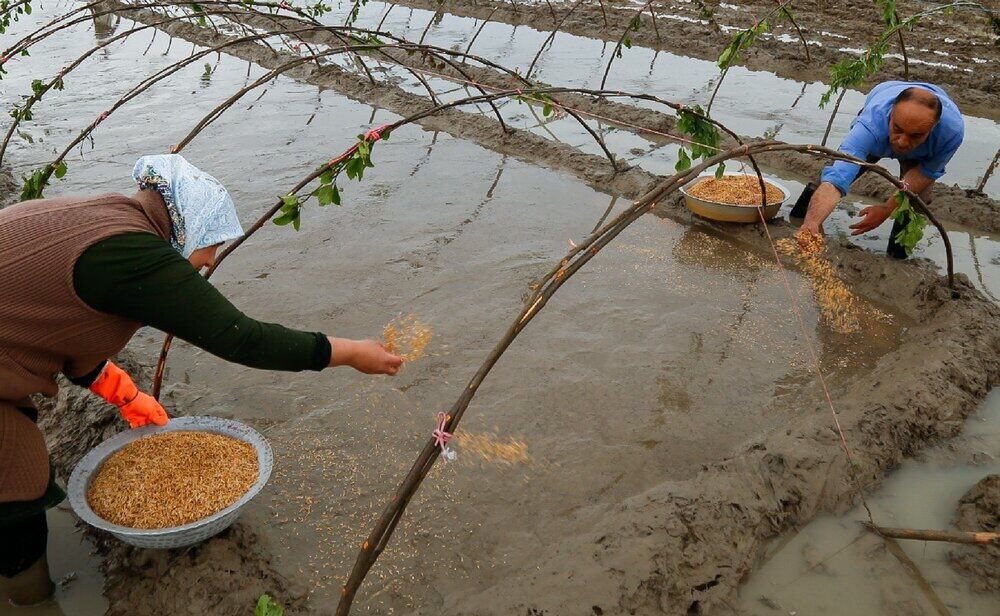 آغاز خزانه گیری شالیزارهای محمودآباد