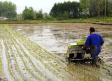 اجرای اولین نشای مکانیزه برنج کشور در مازندران