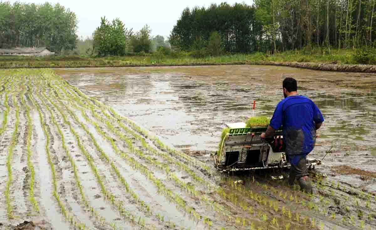 اجرای اولین نشای مکانیزه برنج کشور در مازندران