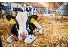 هویت دار شدن بیش از یکصد هزار راس دام در قائم شهر