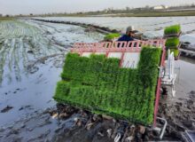 فعالیت ۸۸۴ نشاکار برنج در محمودآباد