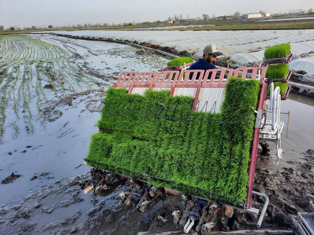 فعالیت ۸۸۴ نشاکار برنج در محمودآباد