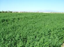 برداشت ۱۸۰۰ هکتار شبدر برسیم در قائم شهر