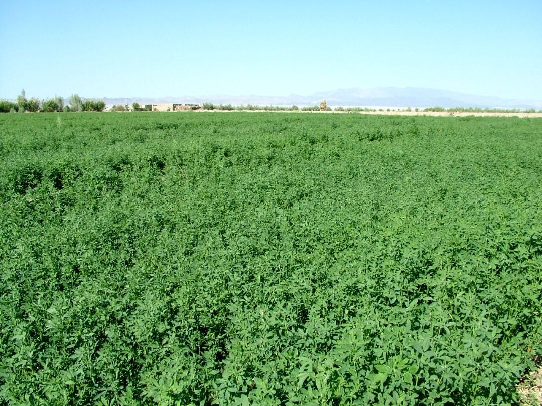 برداشت ۱۸۰۰ هکتار شبدر برسیم در قائم شهر