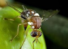 مگس مدیترانه‌ای تهدید جدی مرکبات / برداشت بموقع نارنج ازسوی شهرداری‌ها