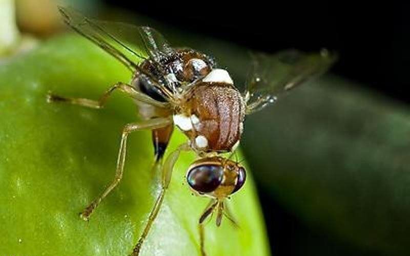 مگس مدیترانه‌ای تهدید جدی مرکبات / برداشت بموقع نارنج ازسوی شهرداری‌ها