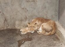 یک قلاده شیر در حین زایمان در شهرستان نور تلف شد