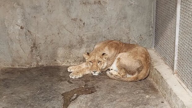 یک قلاده شیر در حین زایمان در شهرستان نور تلف شد