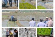 نشاکاری برنج در 320 هکتار شالیزار ساری