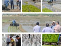 نشاکاری برنج در 320 هکتار شالیزار ساری
