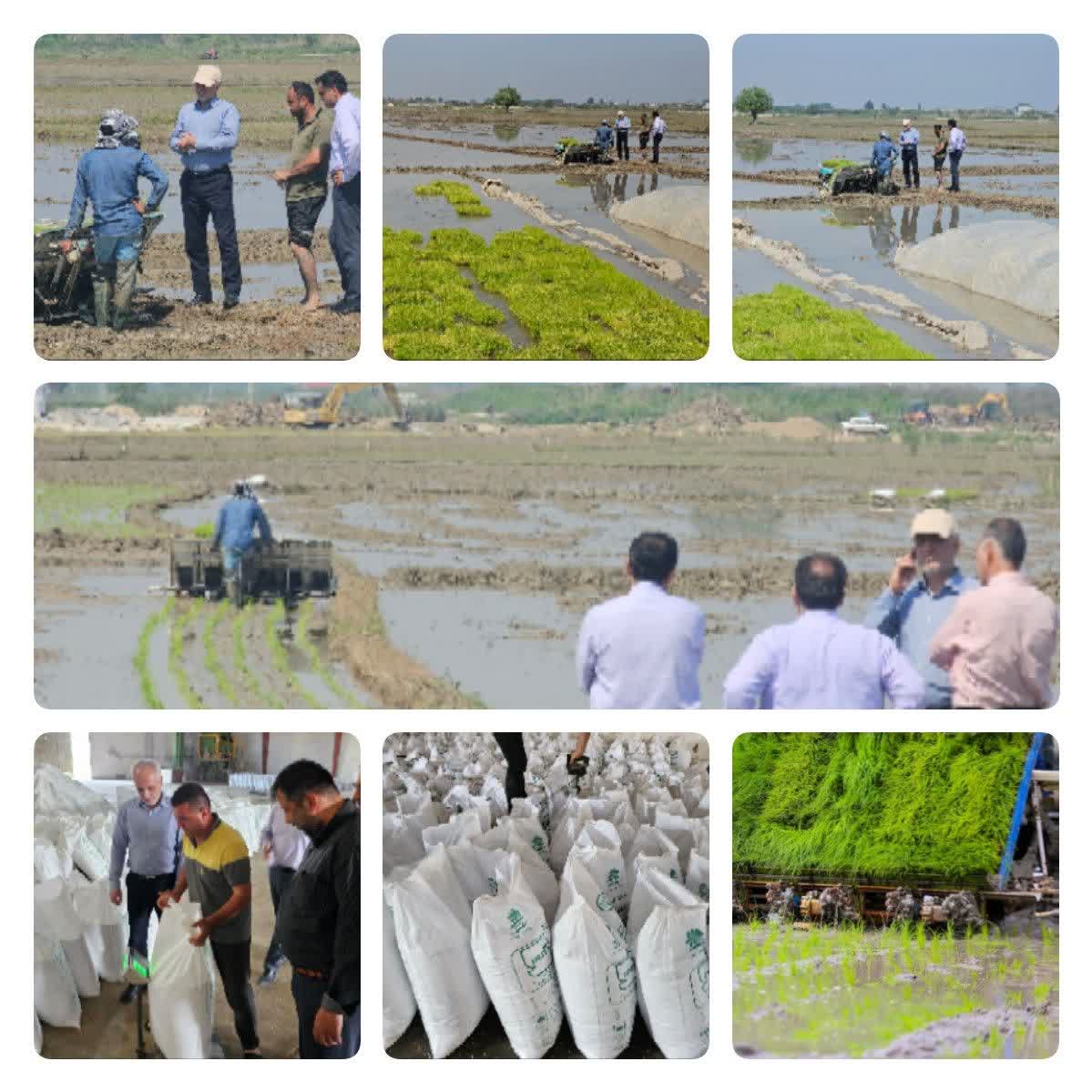 نشاکاری برنج در 320 هکتار شالیزار ساری