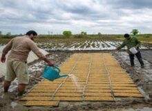 بذرپاشی بیش از ۱۶ هکتار از شالیزار‌های محمودآباد