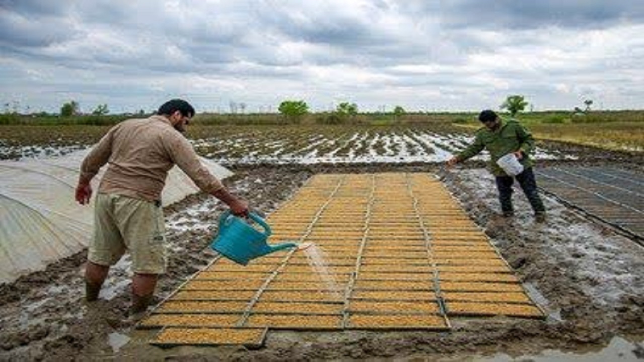 بذرپاشی بیش از ۱۶ هکتار از شالیزار‌های محمودآباد