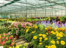 تولید سالیانه ۳۵ میلیون واحد گل و گیاه در محمودآباد