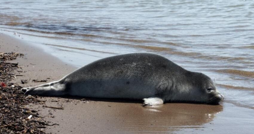 مرگ و میر افسار گسیخته و البته آرام فک خزری در سواحل دریای خزر