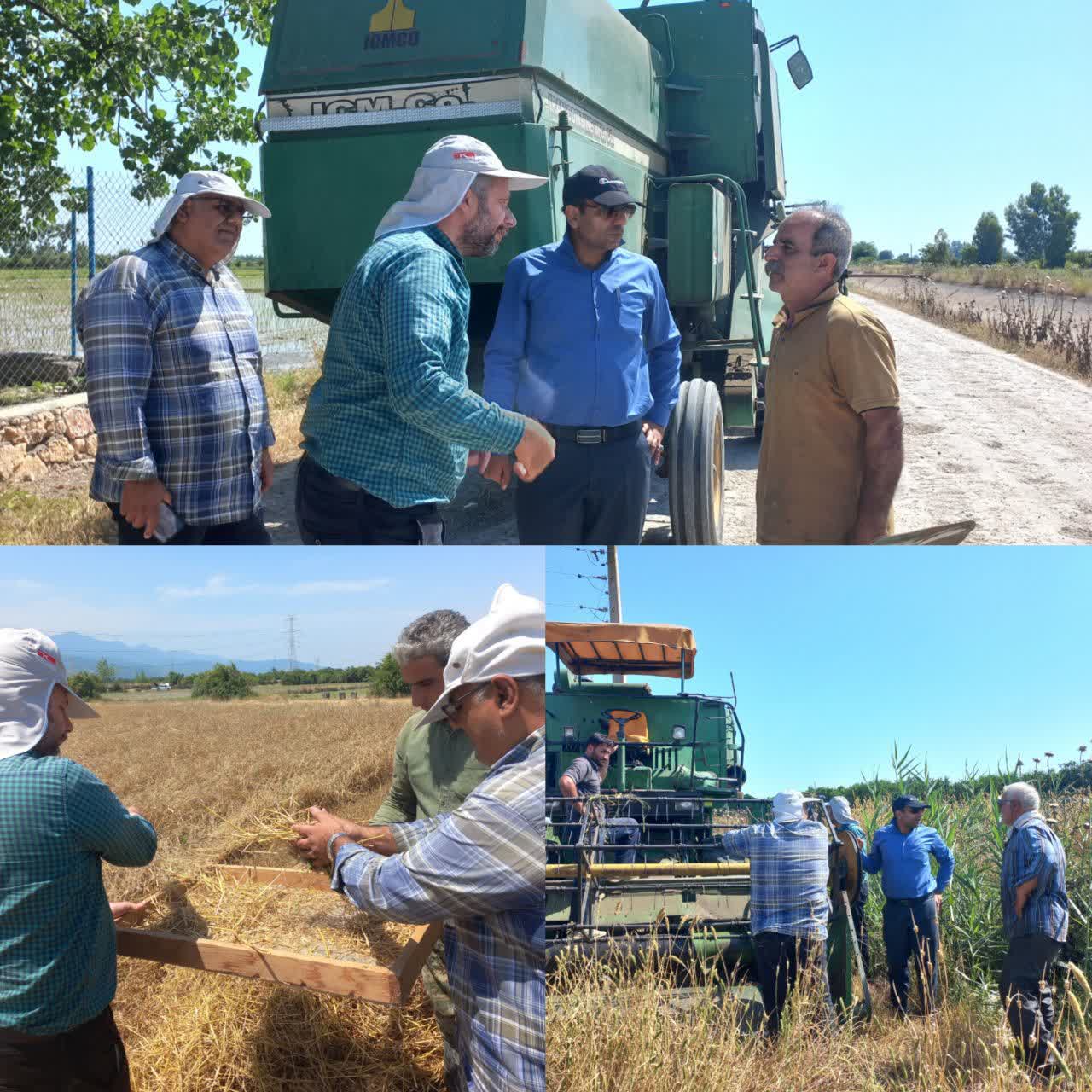نظارت دقیق بر معاینه فنی کمباینها، گامی بلند در جهت ارتقای کیفیت برداشت غلات در مازندران