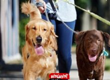 سگ گردانی در مازندران ممنوع شد