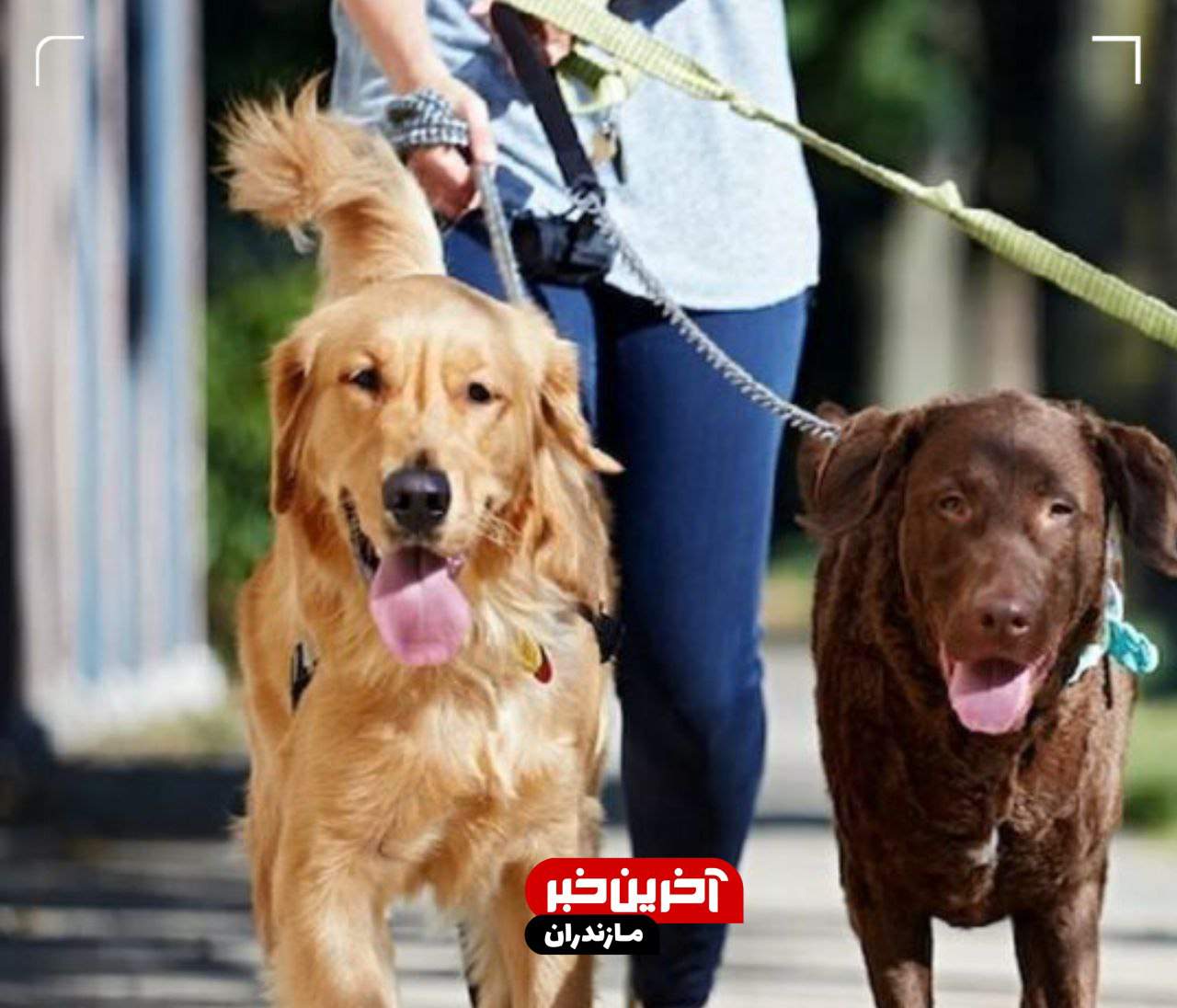 سگ گردانی در مازندران ممنوع شد