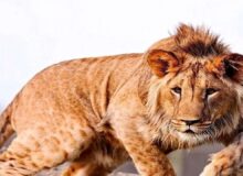 تلف شدن یک قلاده شیر نر بالغ در مجموعه گردشگری الیمالات نور