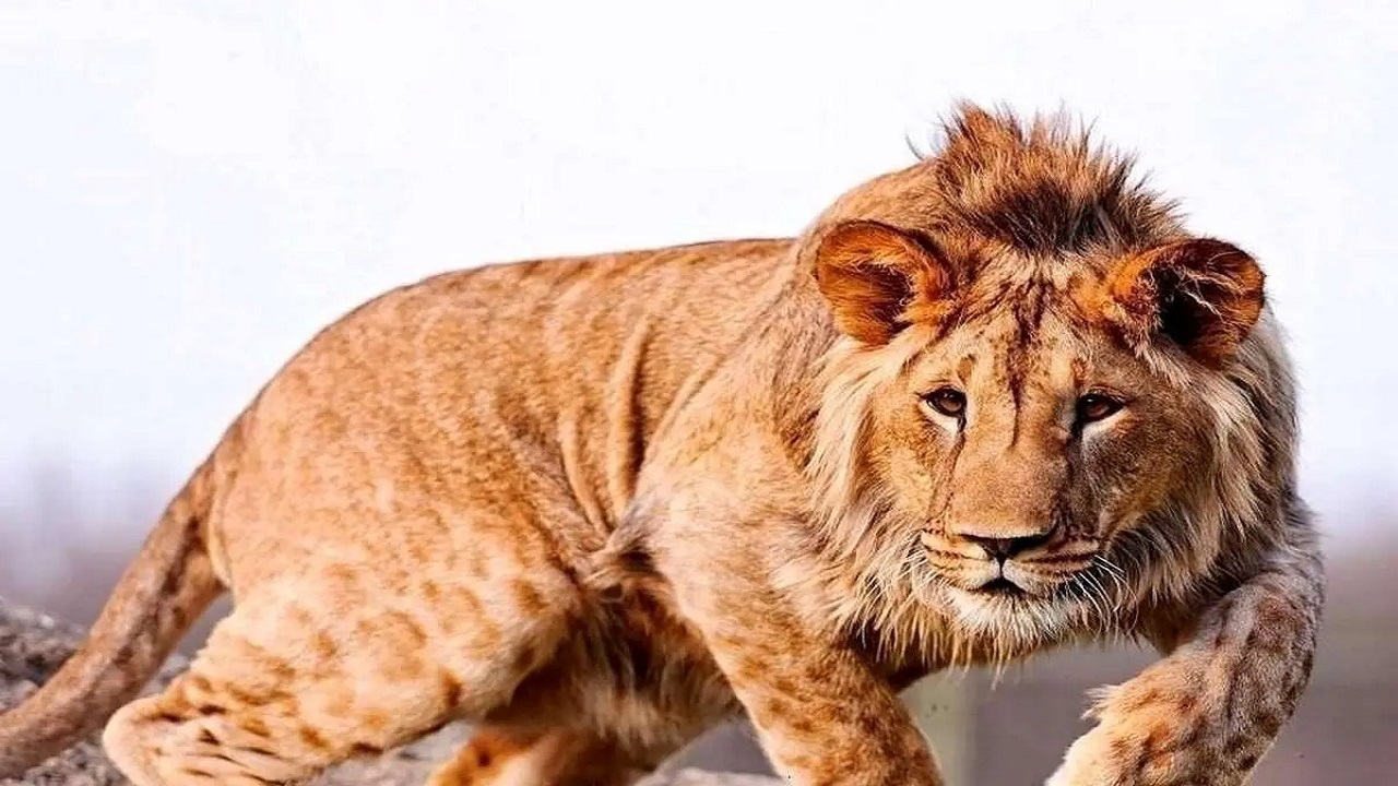 تلف شدن یک قلاده شیر نر بالغ در مجموعه گردشگری الیمالات نور