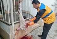 تایید سلامت ۲ هزار ۷۳۱ راس و لاشه گوشت توسط دامپزشکی مازندران