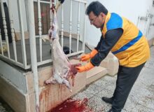 تایید سلامت ۲ هزار ۷۳۱ راس و لاشه گوشت توسط دامپزشکی مازندران