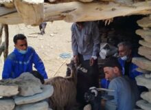 رزمایش جهاد دامپزشکی شهدای اقتدار در روستاهای منطقه بلده شهرستان نور