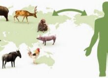 مدیرکل دامپزشکی مازندران اقدامات پیشگیرانه در حوزه بیماری‌های مشترک انسان و حیوان را تشریح کرد  