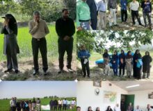 بازدید رئیس گروه برنج وزارت جهاد کشاورزی از مزارع مازندران با هدف ارتقای تولید