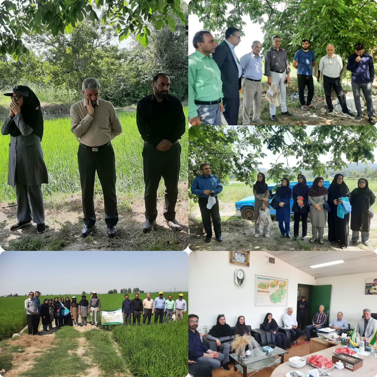 بازدید رئیس گروه برنج وزارت جهاد کشاورزی از مزارع مازندران با هدف ارتقای تولید