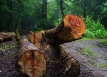 جنگل‌خواری، خیانت به نسل‌های آینده است