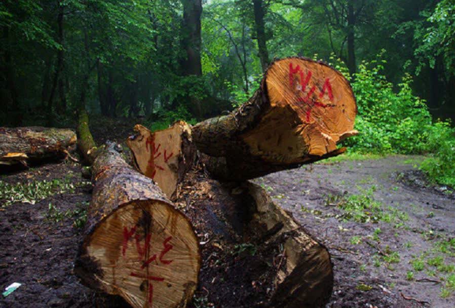جنگلخواری، خیانت به نسلهای آینده است
