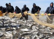 صید ۲۴۴ تُنی در دریای خزر با ارزش ۹۷۴ میلیارد تومان