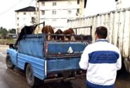 سخت‌گیری بی‌امان دامپزشکی مازندران در برخورد با قاچاق دام و دام‌های آلوده