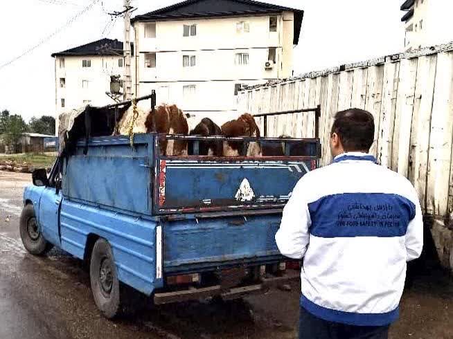سخت‌گیری بی‌امان دامپزشکی مازندران در برخورد با قاچاق دام و دام‌های آلوده