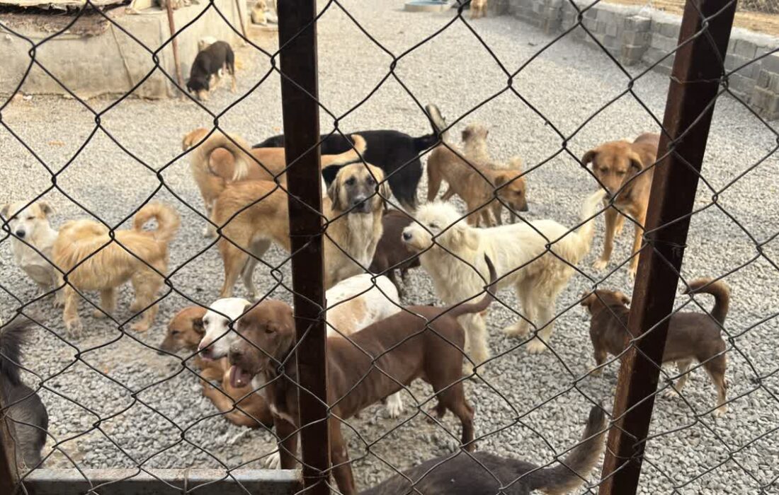 همکاری اداره کل دامپزشکی مازندران و دانشگاه برای مدیریت اصولی سگ‌های بلاصاحب 