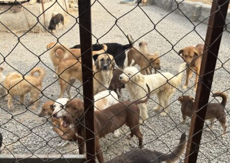 همکاری اداره کل دامپزشکی مازندران و دانشگاه برای مدیریت اصولی سگهای بلاصاحب