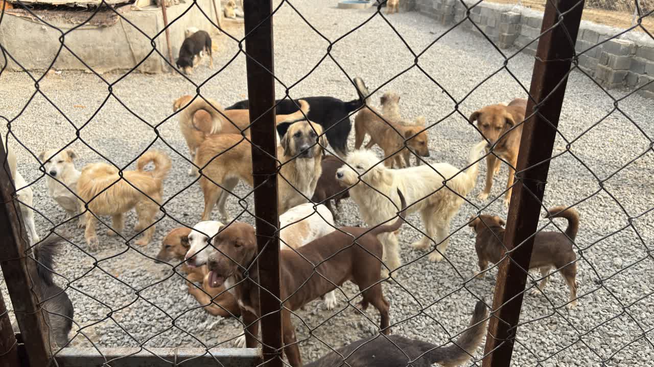 همکاری اداره کل دامپزشکی مازندران و دانشگاه برای مدیریت اصولی سگ‌های بلاصاحب 