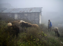 تدابیر فوری برای دامداران، پرورشدهندگان طیور، زنبورداران و آبزیپروران در پی هشدار هواشناسی